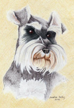 Dotty the mini-schnauzer