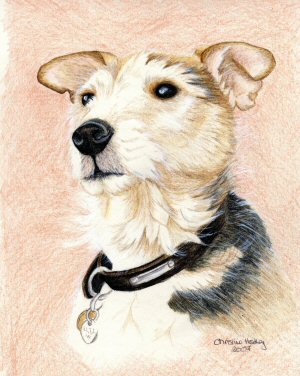 Jip - A coloured pencil study