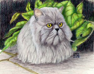 Sidney - a coloured pencil study.