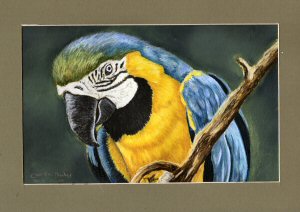 A pastel study of a Makaw