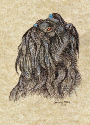 Coloured pencil - head and shoulder picture of Rhoni the Tibetan Terrier.