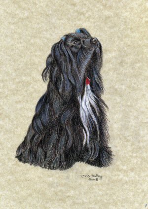A coloured pencil study of Rhoni the Tibetan Terrier