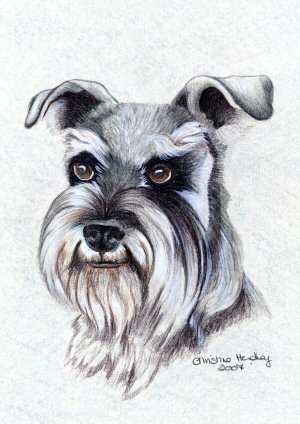 Suki - a study in coloured pencil