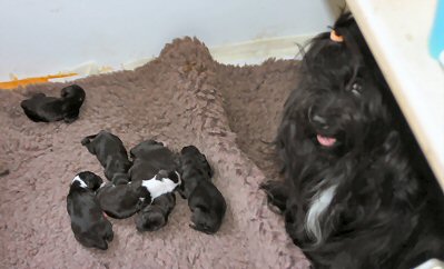 Rhoni with Pups