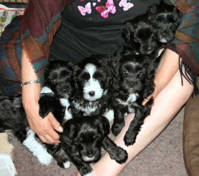Puppies 29 April 2011